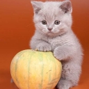 АниShka